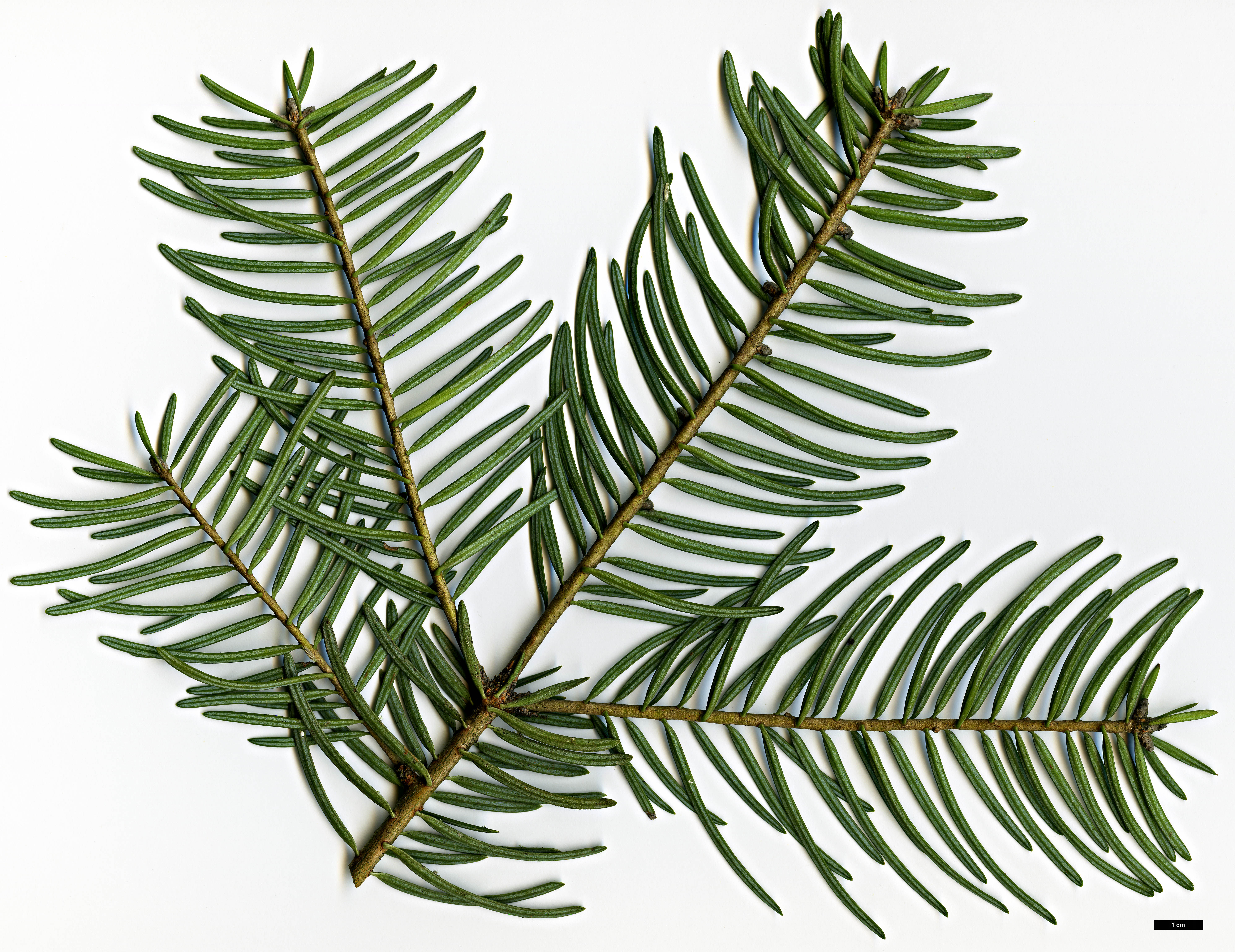 High resolution image: Family: Pinaceae - Genus: Abies - Taxon: concolor - SpeciesSub: var. lowiana